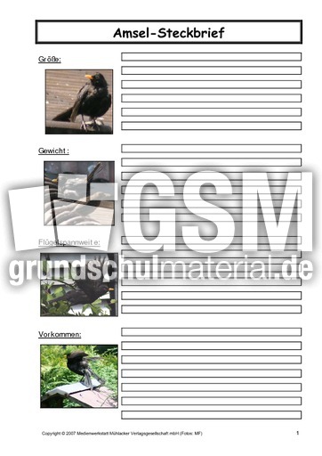 Amsel-Steckbrief-C-1.pdf